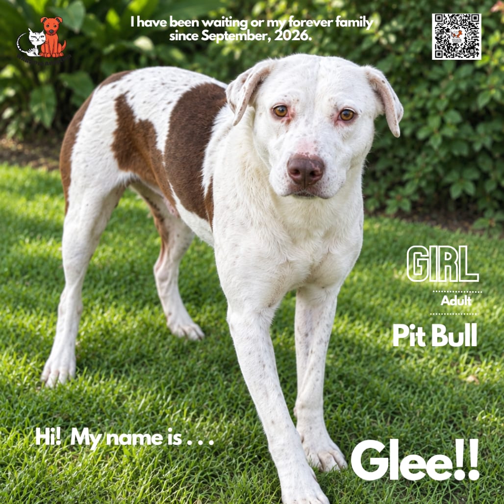 Photo of Glee, adoptable Terrier, Pit Bull in Westminster, California