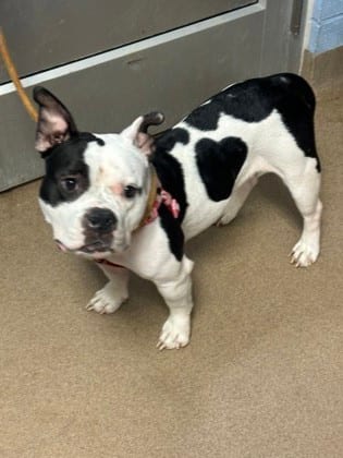 Photo of Precious, adoptable dog in Chamblee, Georgia