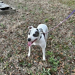 Photo of Ruby 2, adoptable American Pit Bull Terrier in East Hartford, Connecticut