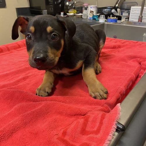 Photo of Chief, adoptable German Shepherd Dog in Modesto, California