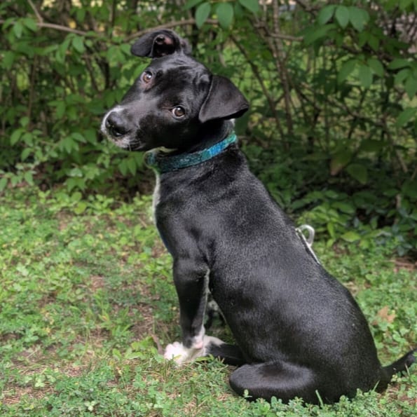 Photo of Terry, adoptable Retriever, Labrador in Fairfax Station, Virginia