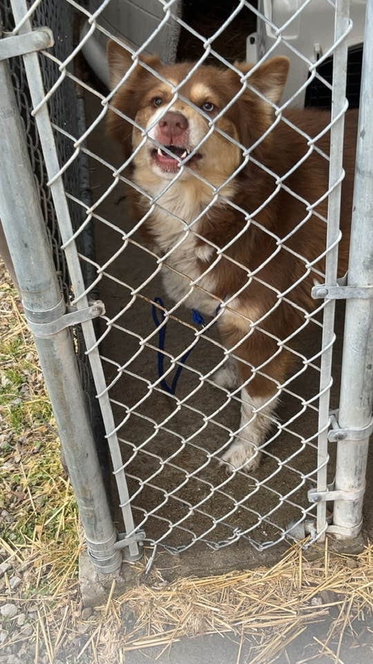 Photo of Carmel, adoptable Husky in Brazil, Indiana