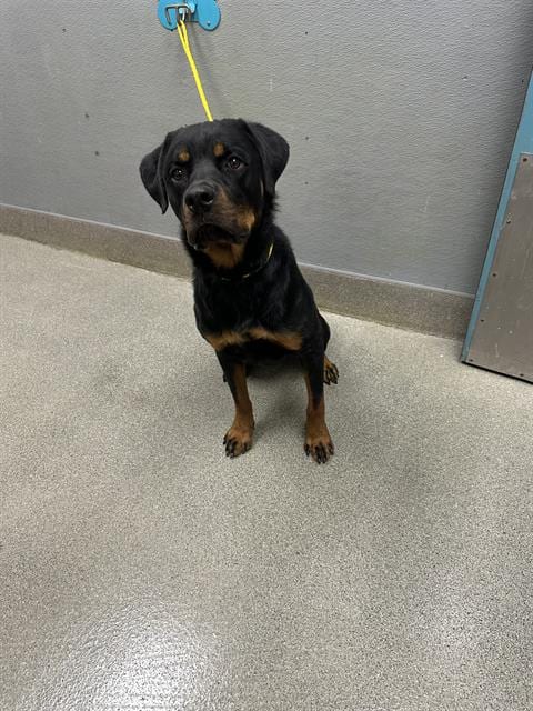 Photo of Charlie, adoptable Rottweiler in Las Vegas, Nevada