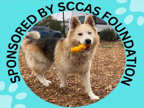 Photo of Dante, adoptable Alaskan Malamute in Santa Cruz, California