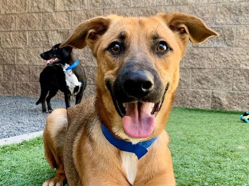 Photo of Kent, adoptable German Shepherd Dog in Moreno Valley, California