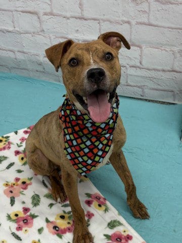 Photo of Mr. Wiggles, adoptable Pit Bull Terrier in Detroit, Michigan