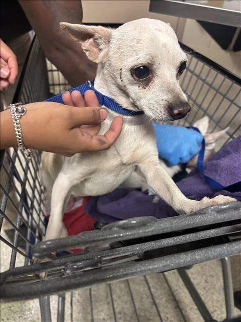 Photo of A433483, adoptable Chihuahua in Conroe, Texas