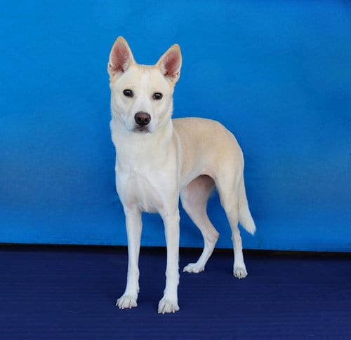 Photo of Leyve, adoptable Siberian Husky in Baldwin Park, California