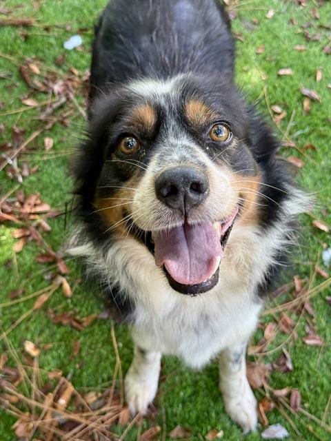 Photo of Henry, adoptable Australian Shepherd in Fort Walton Beach, Florida