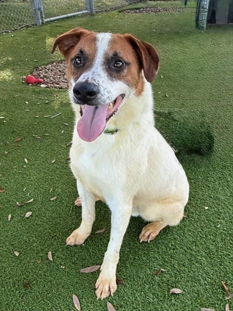 Photo of Murphy, adoptable Australian Shepherd in Fort Myers, Florida