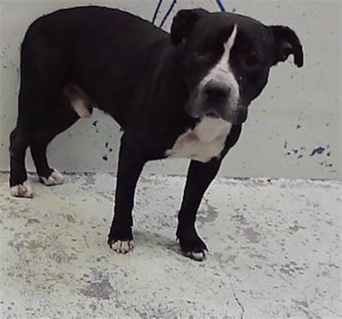 Photo of Robbie, adoptable Staffordshire Bull Terrier in Houston, Texas
