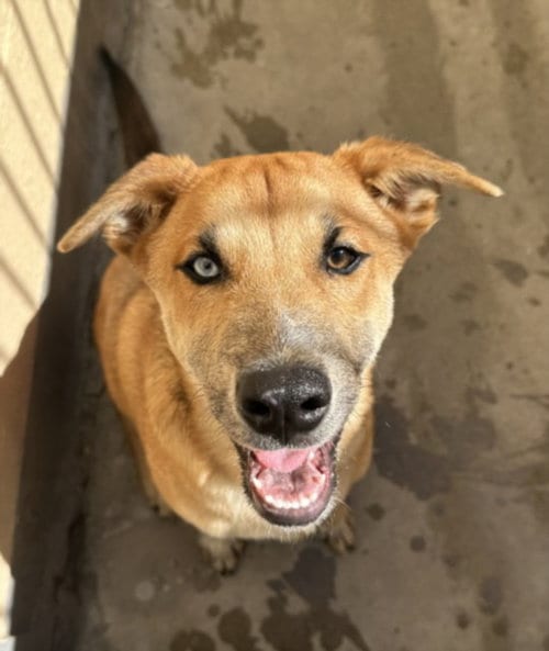 Photo of Jayson, adoptable Labrador Retriever in Chatsworth, California