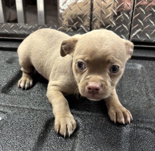 Photo of A524319, adoptable Chihuahua in Wilmington, North Carolina
