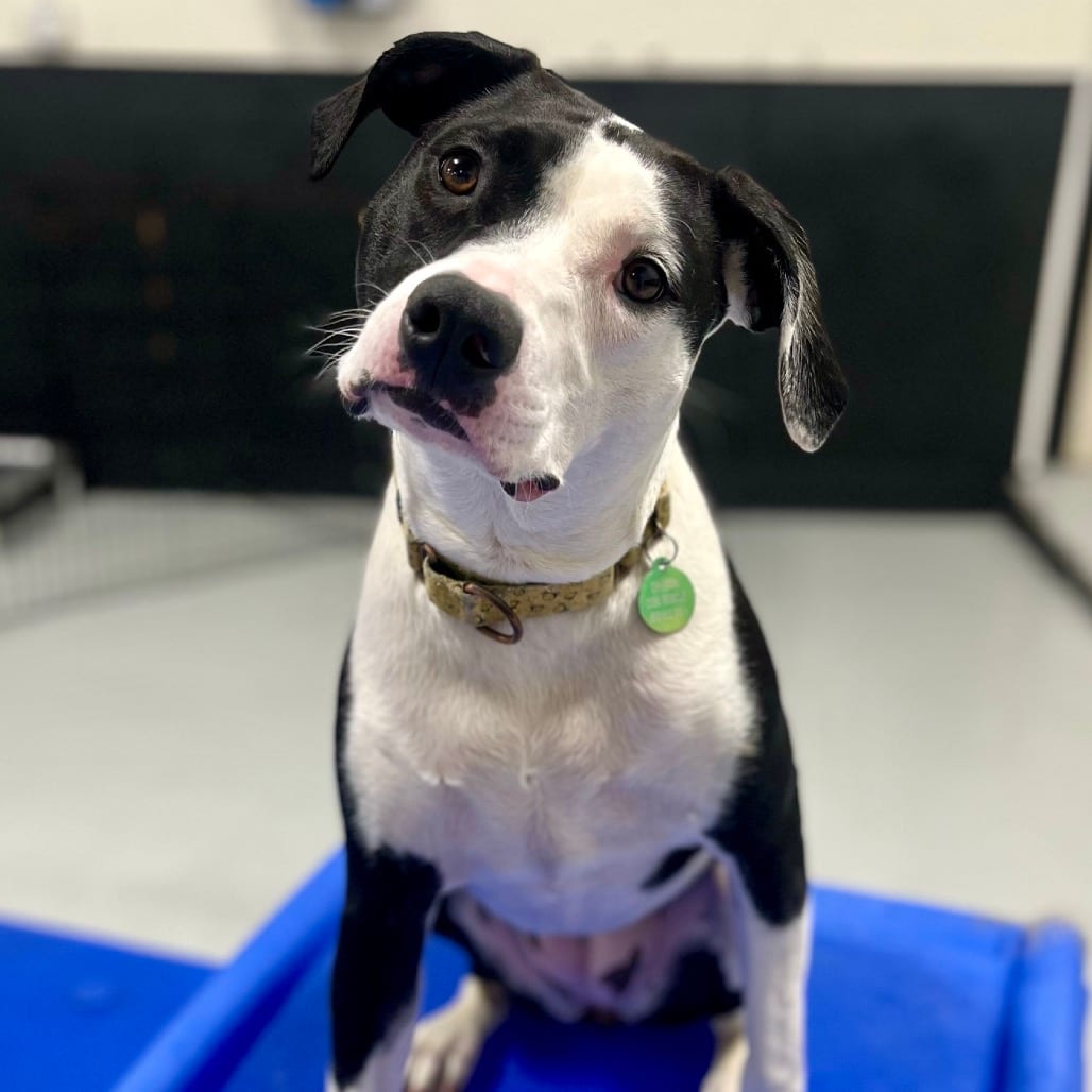 Photo of Chrissy, adoptable Mixed Breed (Medium) in Portland, Oregon
