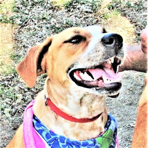 Photo of Cinnamon, adoptable Australian Cattle Dog/Blue Heeler in Godley, Texas