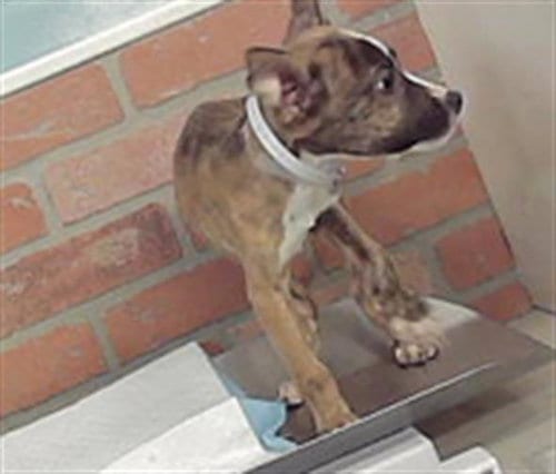 Photo of Mikel, adoptable Staffordshire Bull Terrier in Houston, Texas