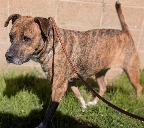 Photo of Nala, adoptable German Shepherd Dog in Denver, Colorado