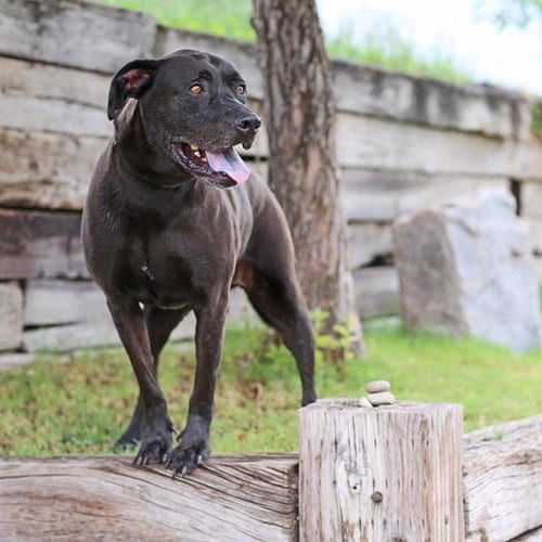 Photo of John Snow, adoptable Labrador Retriever in Albuquerque, New Mexico