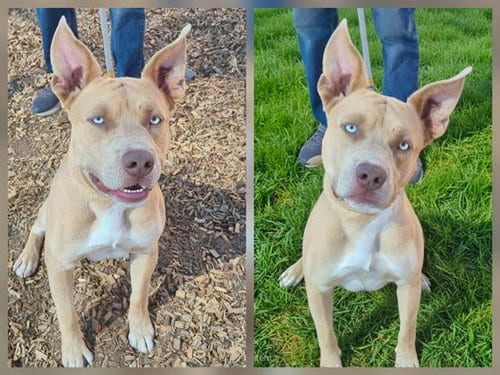Photo of Tanny, adoptable Pit Bull Terrier in Albuquerque, New Mexico