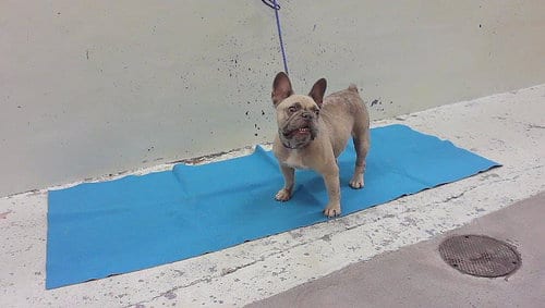 Photo of A2096017, adoptable French Bulldog in Houston, Texas