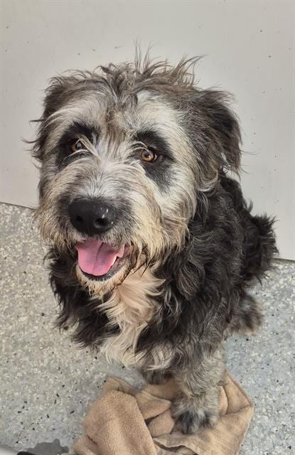 Photo of Fizz, adoptable Poodle (Standard) in Lodi, California