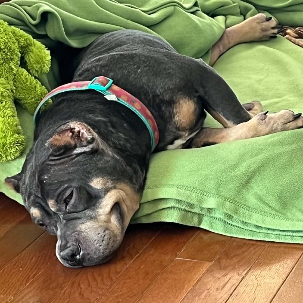 Photo of Babette D12440, adoptable Bulldog, American in Princeton area, Minnesota