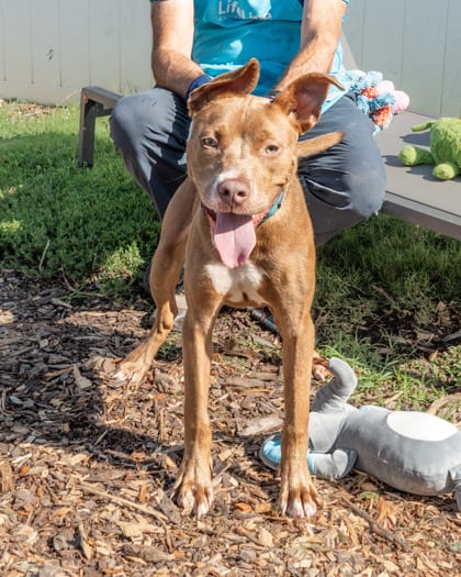 Photo of Cinderella, adoptable dog in Chamblee, Georgia