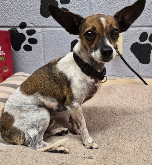 Photo of Rip, adoptable Chihuahua in Amarillo, Texas
