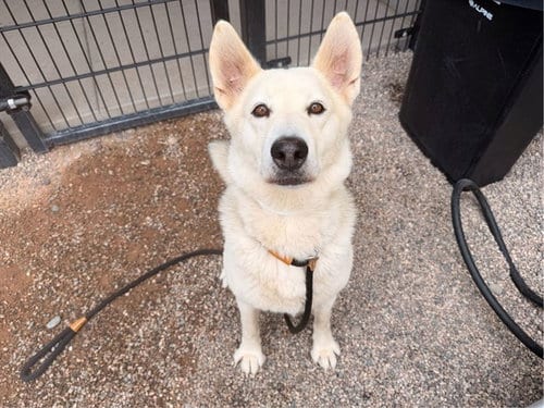 Photo of Georgia, adoptable German Shepherd Dog in Mesa, Arizona