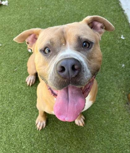 Photo of Thor, adoptable dog in Atlanta, Georgia