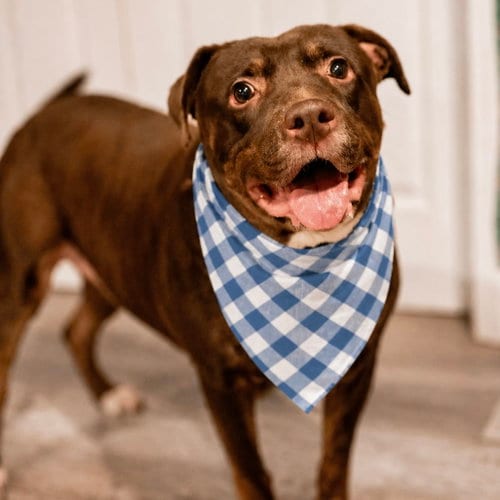 Photo of Nigel, adoptable Labrador Retriever in Roswell, Georgia