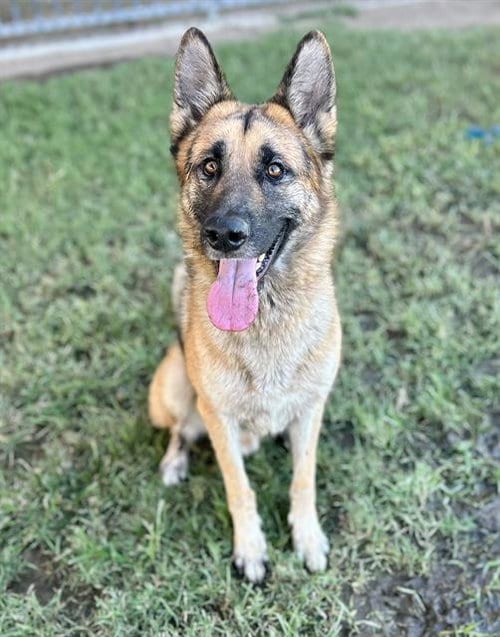 Photo of Stack, adoptable German Shepherd Dog in Riverside, California