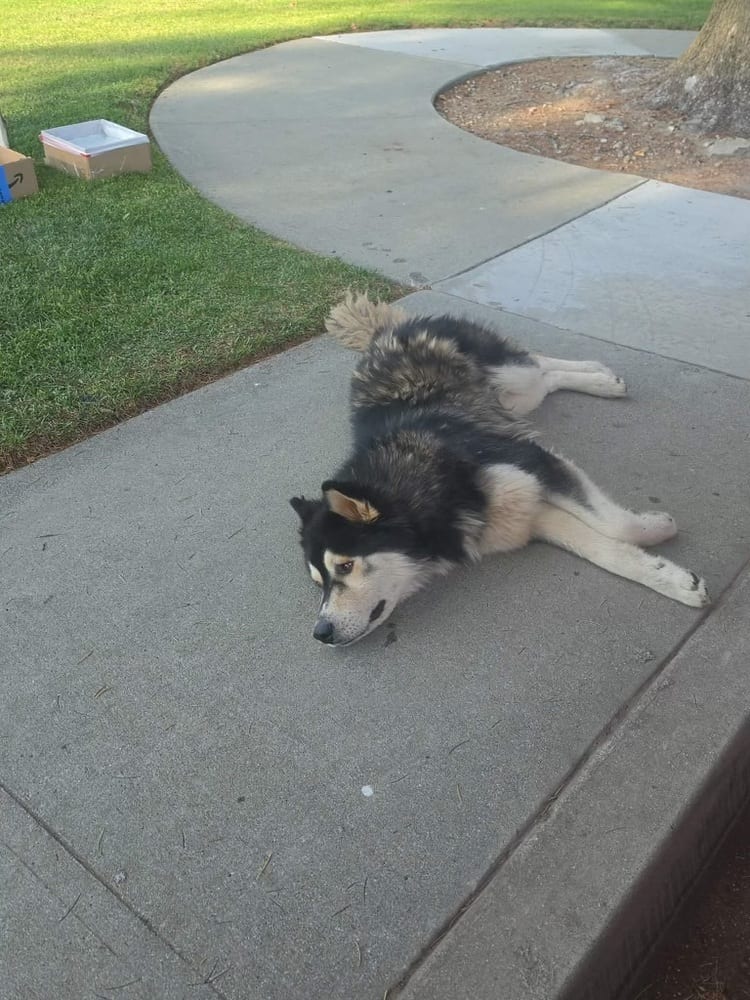 Photo of Denali, adoptable Husky in Dana Point, California
