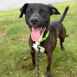 Photo of Baldor, adoptable Mixed Breed (Medium) in Syracuse, New York