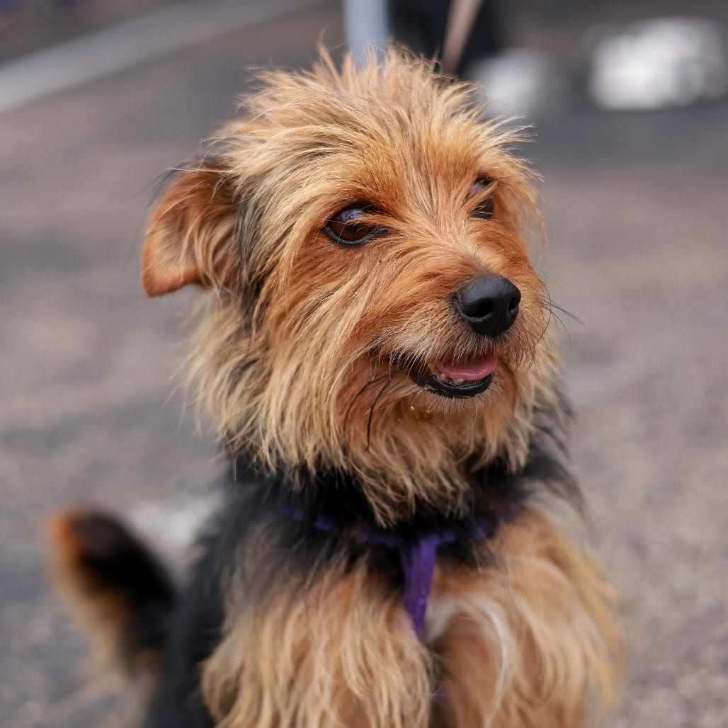 Photo of Chester Wigglebottom, adoptable Terrier, Yorkshire, Yorkie in Minnesota, Minnesota