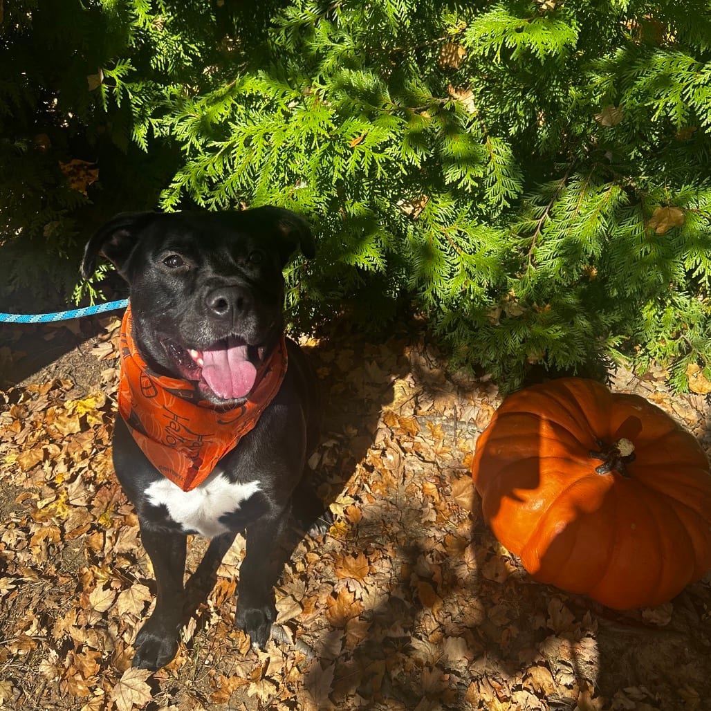Photo of Clutch, adoptable Mixed Breed (Medium)