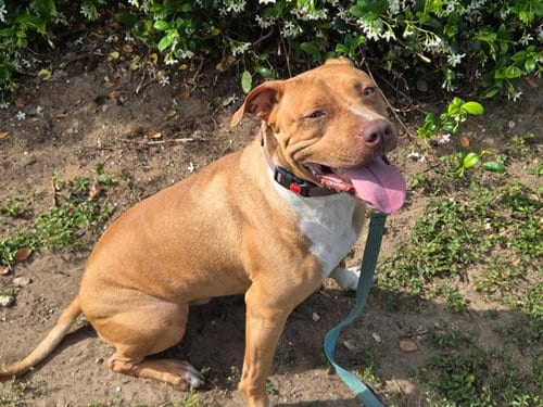 Photo of Odie, adoptable American Staffordshire Terrier in Ocala, Florida