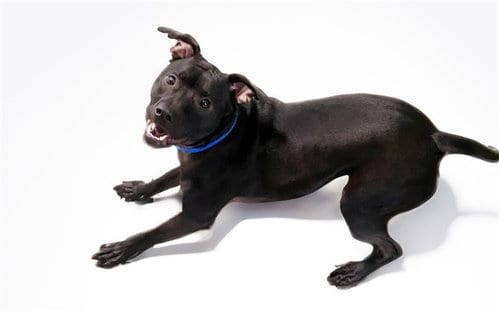 Photo of Kimiko, adoptable American Staffordshire Terrier in Ft Lauderdale, Florida
