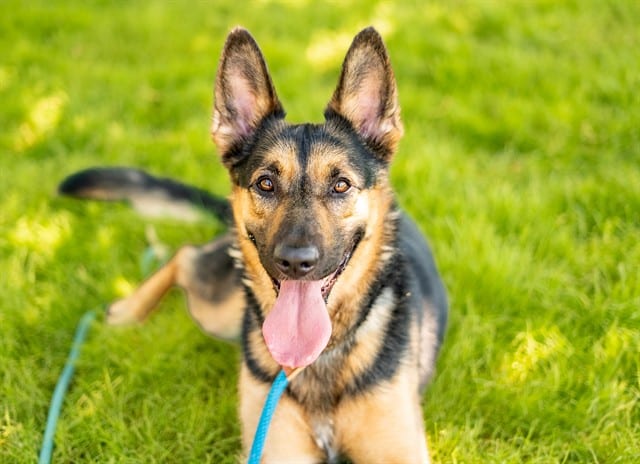 Photo of Gunner, adoptable German Shepherd Dog in San José, California