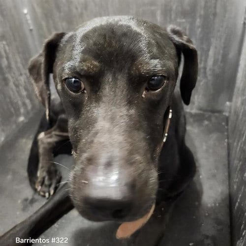 Photo of Midnight, adoptable Labrador Retriever in San Antonio, Texas