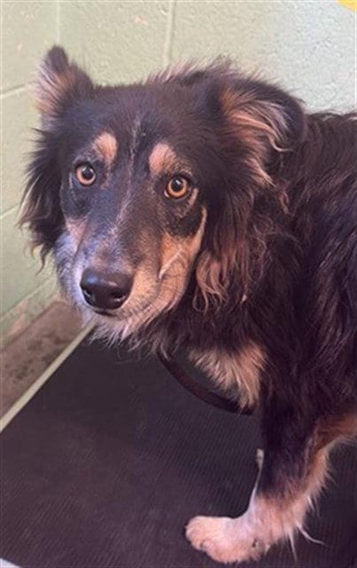 Photo of Newton, adoptable Border Collie in Sacramento, California