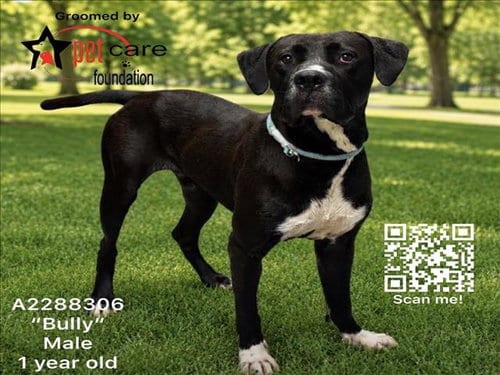 Photo of Bully, adoptable Mastiff in Los Angeles, California