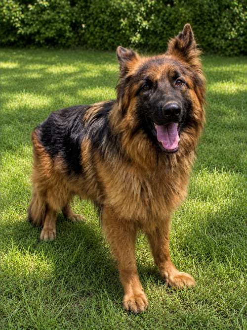 Photo of Tommy, adoptable German Shepherd Dog in Baltimore, Maryland