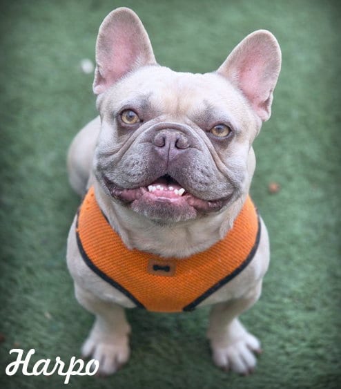 Photo of Harpo, adoptable French Bulldog in Chino Hills, California