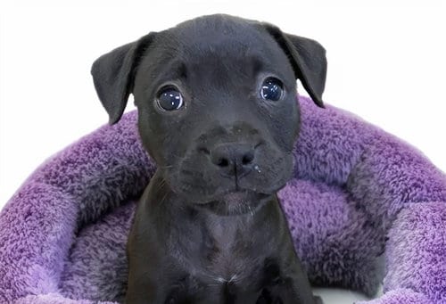 Photo of Roxy, adoptable Labrador Retriever in Ft Lauderdale, Florida