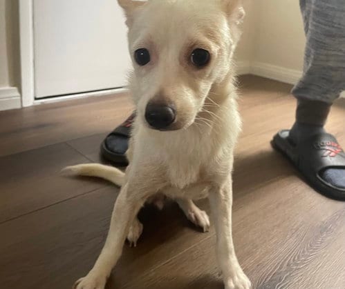 Photo of Miss girl, adoptable Chihuahua in San Diego, California
