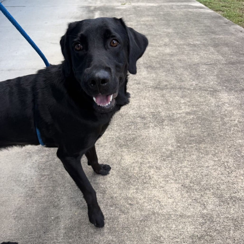 Photo of Bronco, adoptable Mixed Breed (Large) in Buffalo, Minnesota
