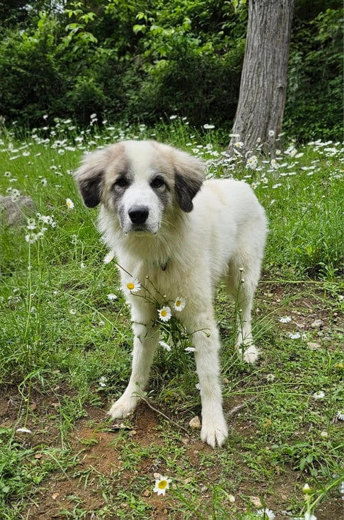 Photo of Bear, adoptable Great Pyrenees in Croydon, New Hampshire