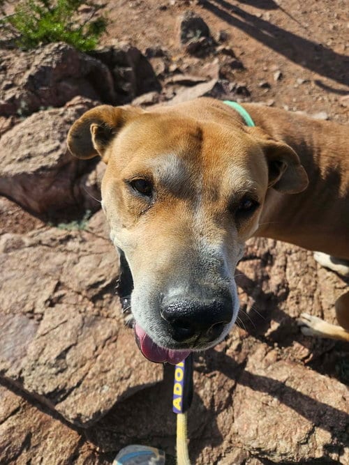 Photo of Sampson, adoptable Yellow Labrador Retriever in phoenix, Arizona