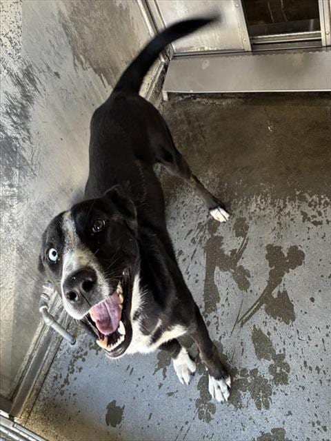 Photo of Senior Australian Shepherd, adoptable Australian Shepherd in Devore, California